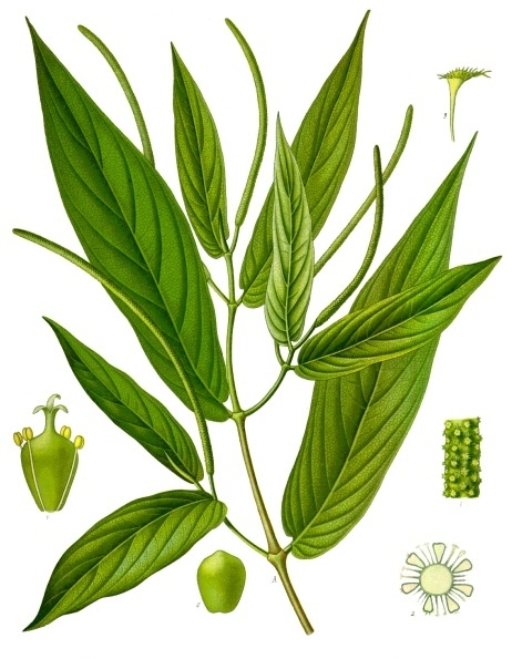 Piper angustifolium (Matico or Spiked pepper